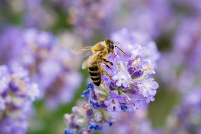 Close-up of bee on purple flower