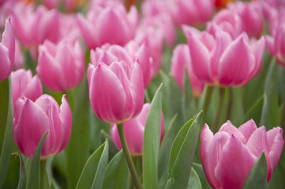 Close-up of pink tulips