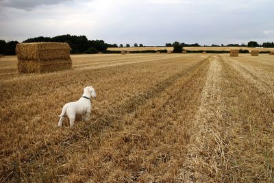 Sheep on field against sky