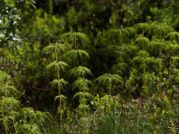 Close-up of fresh green plant in forest