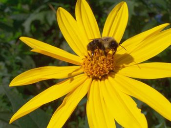 Close-up of bee pollinating on yellow flower