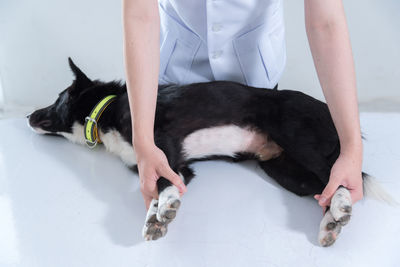 Low section of dog lying on floor
