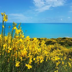 Yellow flowers blooming on field by sea against sky