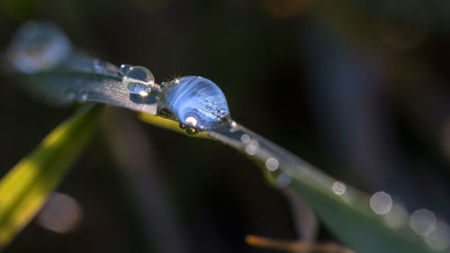 Close-up of water drop on leaf