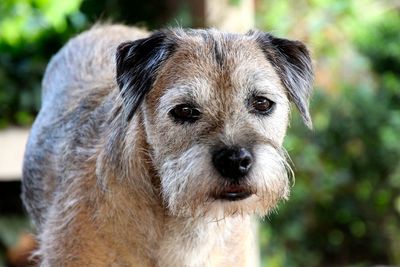 Close-up portrait of a cat