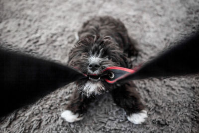 High angle view of dog pulling belt