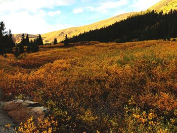 Scenic view of landscape against sky during autumn