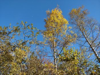 Low angle view of yellow tree against blue sky