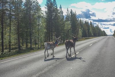 Reindeers discovering the street