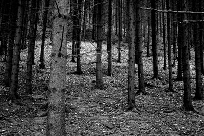 Close-up of trees in forest