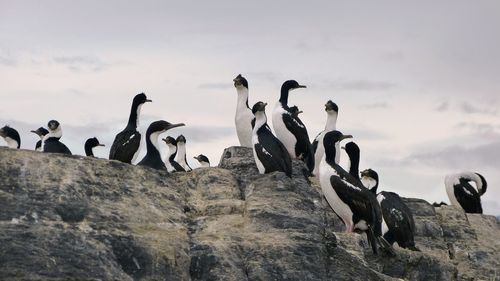 View of birds on rocks at beach against sky