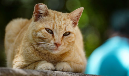 Close-up portrait of tabby cat