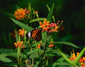 Butterfly pollinating on flower