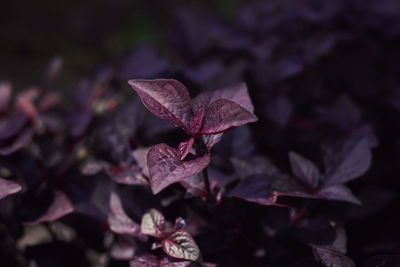 Close-up of autumnal leaves against blurred background