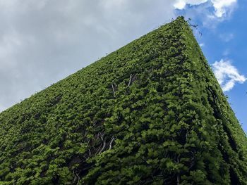 Low angle view of tree against sky