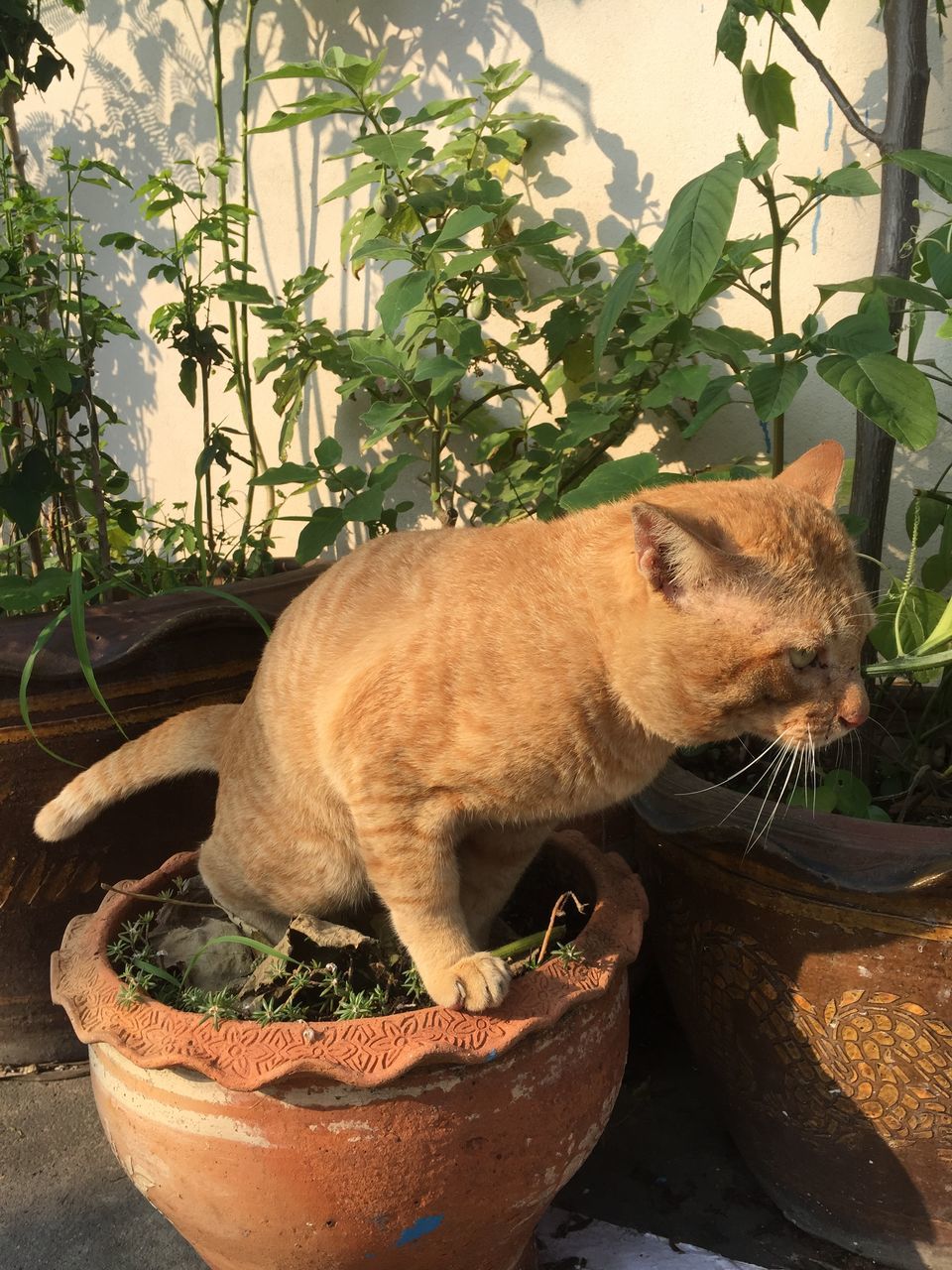 CAT RELAXING IN POT