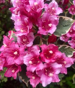 Close-up of pink flowers