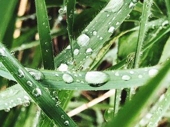 Close-up of water drops on blade of grass