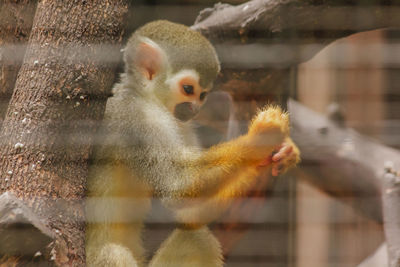 Close-up of monkey in zoo