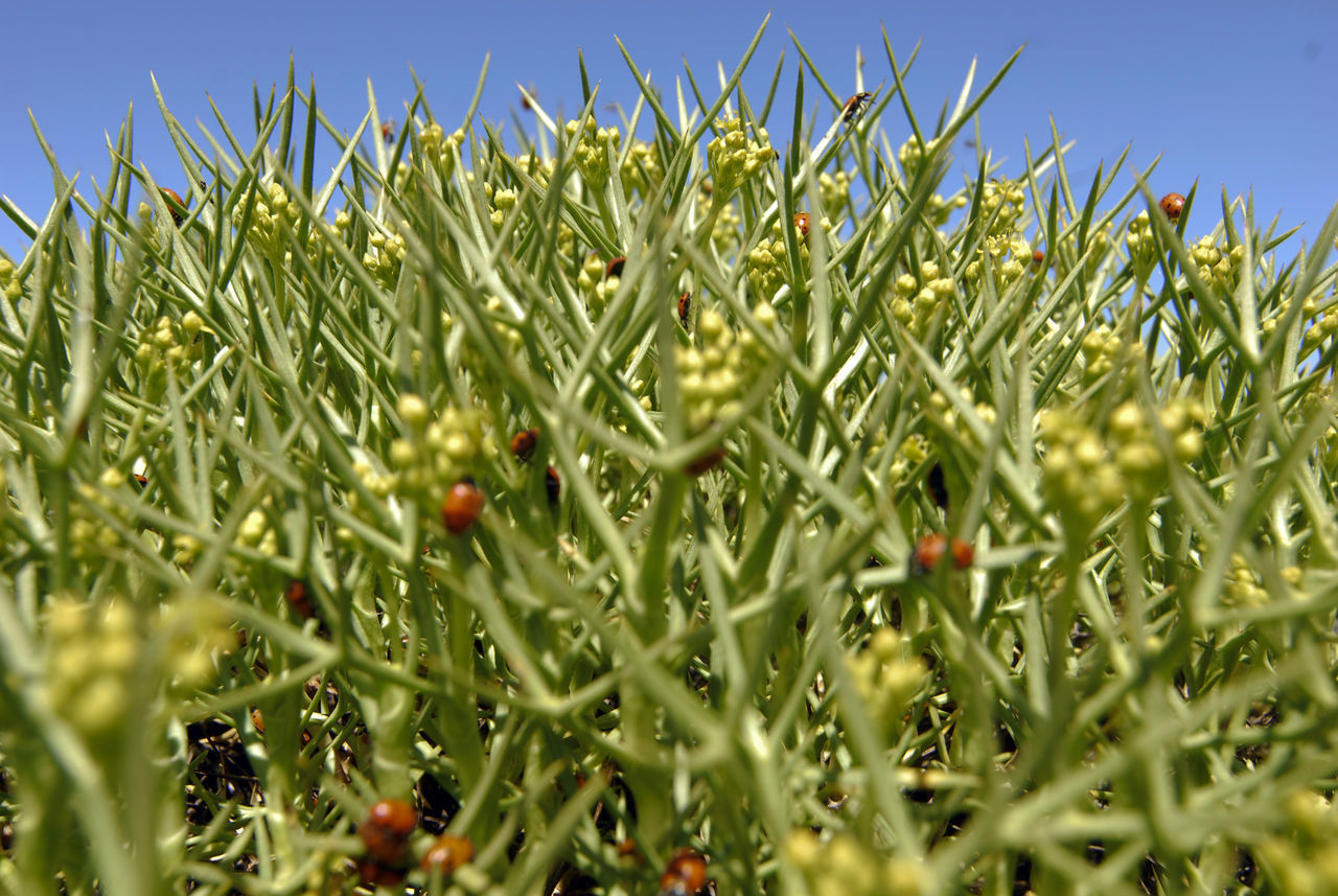 CLOSE-UP OF FRESH GREEN GRASS IN FIELD