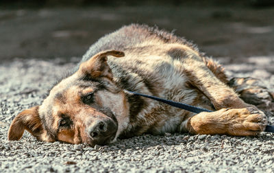 Close-up of a dog resting on land