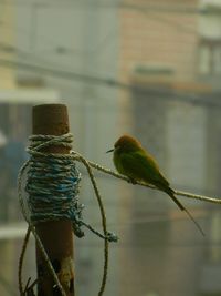 Close-up of bird perching on leaf