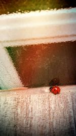 Close-up of ladybug on leaf