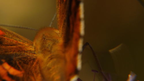 Close-up of plant against blurred background