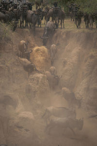 Elephants drinking water