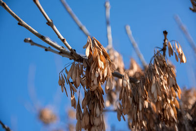 Low angle view of dried plant against sky