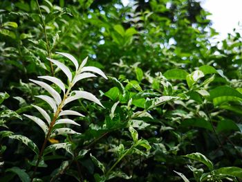 Close-up of green leaves