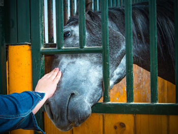 Midsection of man by metal fence at zoo