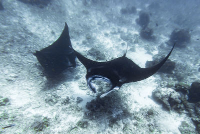 Fish swimming in sea