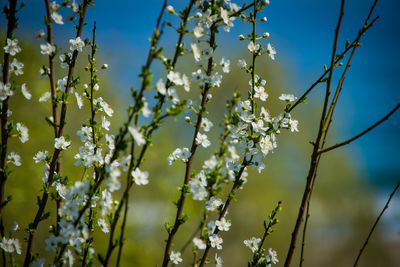 Close-up of white flowering plants against sky
