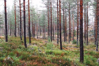 Pine trees in forest