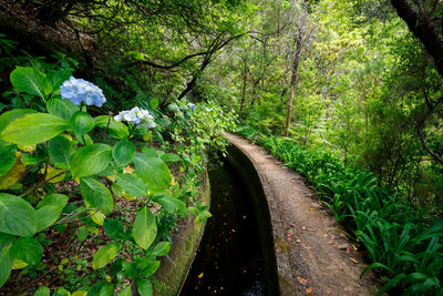 Road amidst plants and trees in forest