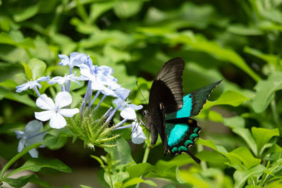 Close-up of butterfly pollinating on flower