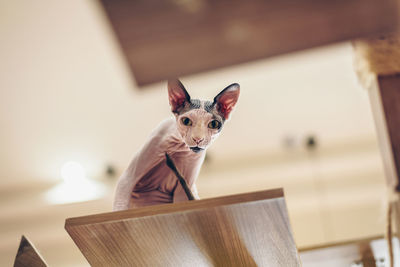 Low angle portrait of sphynx hairless cat sitting on table at home