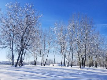 Bare trees on snow covered field against blue sky