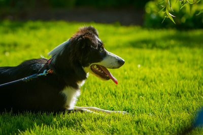 Dog looking away on field