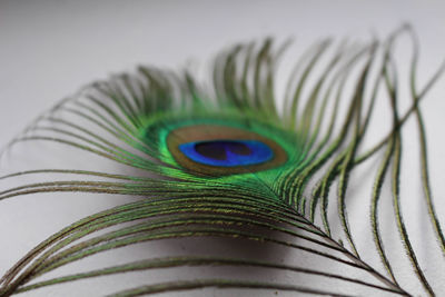 Close-up of peacock feather on table