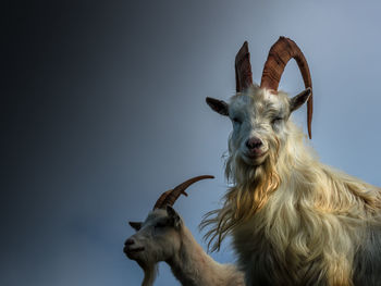 A portrait of two kashmiri goats from llandudno, north wales