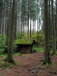 Trees in forest