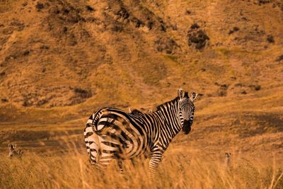 Side view of zebra standing on landscape