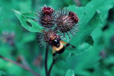 Close-up of insect on flower