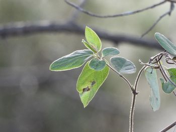 Close-up of green leaves on twig