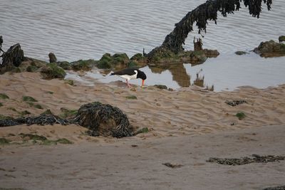 View of birds on beach