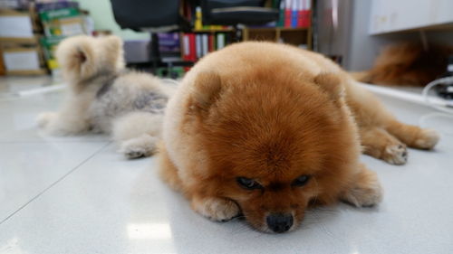 Close-up of a dog lying on floor