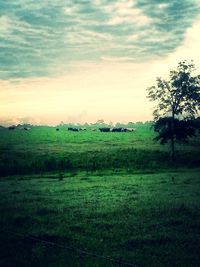 Scenic view of field against sky during sunset