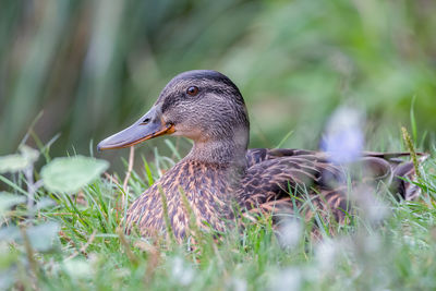 Close-up of duck on field